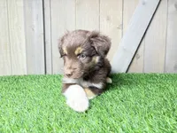 Huck, a male Miniature Australian Shepherd for sale in Leo, IN – 2 of 3