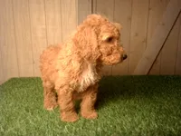 Mateo, a male Goldendoodle for sale in Leo, IN – 3 of 7