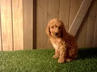 Milo, a male Goldendoodle for sale in Leo, IN – 5 of 7