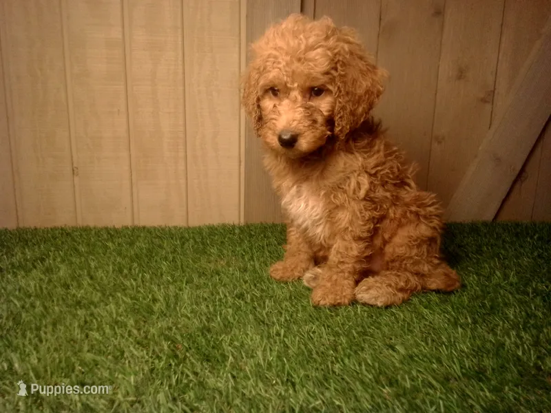 Milo – Goldendoodle puppy for sale in Leo, IN