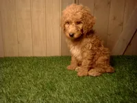 Milo, a male Goldendoodle for sale in Leo, IN – 1 of 7