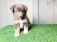 Hendrix, a male Miniature Australian Shepherd for sale in Leo, IN – 2 of 3