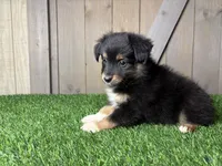 Hank, a male Miniature Australian Shepherd for sale in Leo, IN – 3 of 5