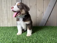 Honey, a female Miniature Australian Shepherd for sale in Leo, IN – 2 of 4