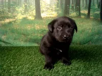 Jasper, a male German Shepherd Dog and Labrador Retriever for sale in Leo, IN – 4 of 5