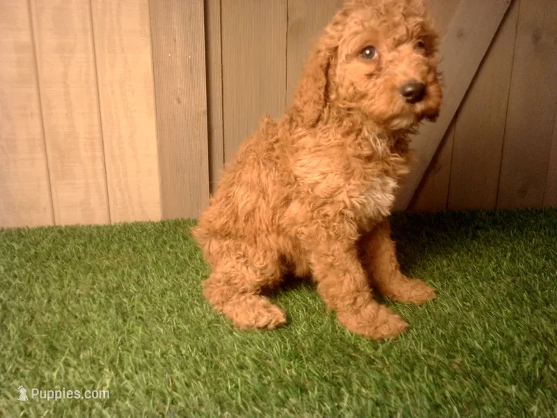 Moe – Goldendoodle puppy for sale in Leo, IN