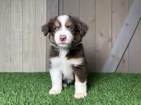 Honey, a female Miniature Australian Shepherd for sale in Leo, IN – 3 of 4