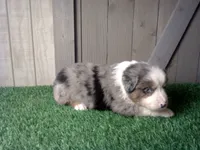 Rosie , a female Australian Shepherd for sale in Leo, IN – 6 of 7