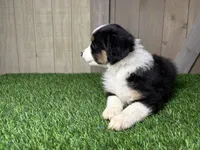 Hudson, a male Miniature Australian Shepherd for sale in Leo, IN – 3 of 4