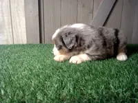 Rosie , a female Australian Shepherd for sale in Leo, IN – 4 of 7