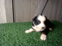 Riley, a female Australian Shepherd for sale in Leo, IN – 2 of 4