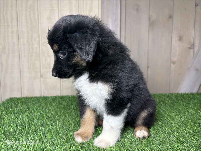 Holly – Miniature Australian Shepherd puppy for sale in Leo, IN