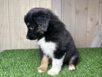 Holly, a female Miniature Australian Shepherd for sale in Leo, IN – 1 of 4