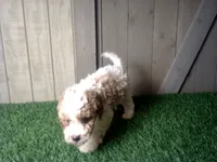 Ryder, a male Cavapoo for sale in Leo, IN – 8 of 9