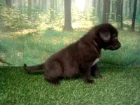 Joey, a male German Shepherd Dog and Labrador Retriever for sale in Leo, IN – 2 of 4