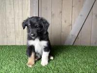 Holly, a female Miniature Australian Shepherd for sale in Leo, IN – 3 of 4