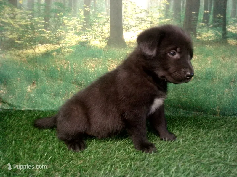 Joey – German Shepherd Dog, Labrador Retriever puppy for sale in Leo, IN