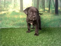Jax, a male German Shepherd Dog and Labrador Retriever for sale in Leo, IN – 4 of 4