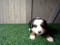Ruby, a female Australian Shepherd for sale in Leo, IN – 2 of 5
