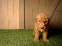 Moe, a male Goldendoodle for sale in Leo, IN – 6 of 6