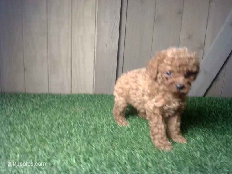 Riley – Cavapoo puppy for sale in Leo, IN