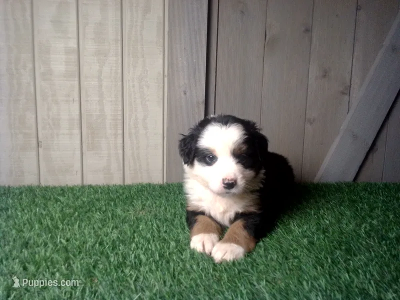 Ruby – Australian Shepherd puppy for sale in Leo, IN