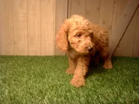 Mack, a male Goldendoodle for sale in Leo, IN – 4 of 4