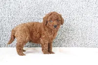 Maui , a male Miniature Goldendoodle for sale in Miami, FL – Photo 3 of 4