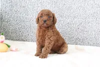 Maui , a male Miniature Goldendoodle for sale in Miami, FL – Photo 2 of 4