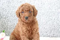 Maui , a male Miniature Goldendoodle for sale in Miami, FL – Photo 4 of 4