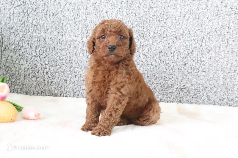 Maui  – Miniature Goldendoodle puppy for sale in Miami, FL