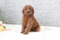 Maui , a male Miniature Goldendoodle for sale in Miami, FL – Photo 1 of 4