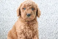 Marty , a male Miniature Goldendoodle for sale in Miami, FL – Photo 3 of 3