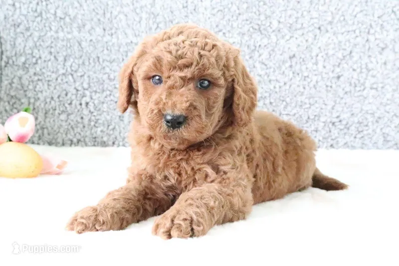 Marty  – Miniature Goldendoodle puppy for sale in Miami, FL