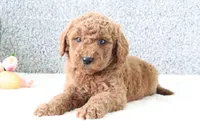 Marty , a male Miniature Goldendoodle for sale in Miami, FL – Photo 1 of 3
