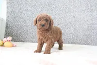 Marty , a male Miniature Goldendoodle for sale in Miami, FL – Photo 2 of 3