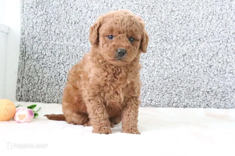 Wendy – Miniature Goldendoodle puppy for sale in Miami, FL