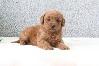 Wendy, a female Miniature Goldendoodle for sale in Miami, FL – Photo 3 of 3