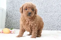 Wendy, a female Miniature Goldendoodle for sale in Miami, FL – Photo 2 of 3