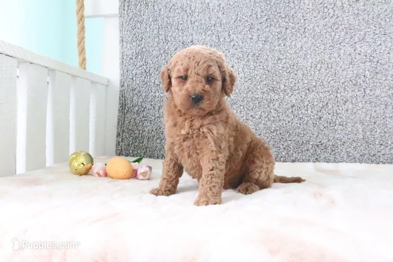 Sharon – Miniature Goldendoodle puppy for sale in Miami, FL