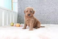 Sharon, a female Miniature Goldendoodle for sale in Miami, FL – Photo 1 of 3