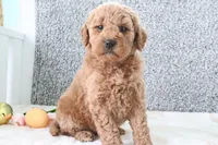 Sharon, a female Miniature Goldendoodle for sale in Miami, FL – Photo 3 of 3