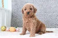 Sharon, a female Miniature Goldendoodle for sale in Miami, FL – Photo 2 of 3