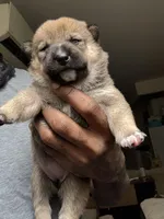 Coco, a female Shiba Inu for sale in New York, NY – Photo 3 of 6