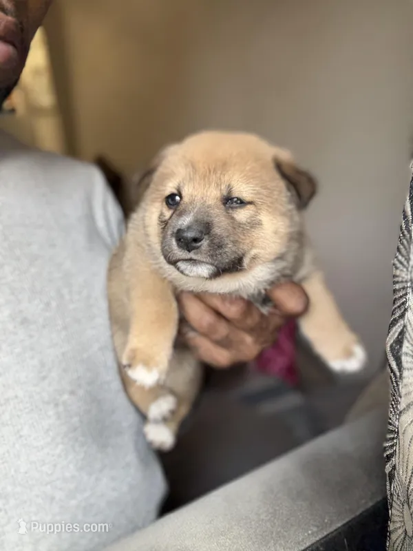 Coco – Shiba Inu puppy for sale in New York, NY