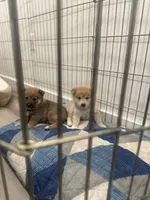 Coco, a female Shiba Inu for sale in New York, NY – Photo 2 of 6