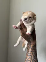 Chan, a male Shiba Inu for sale in New York, NY – Photo 2 of 5