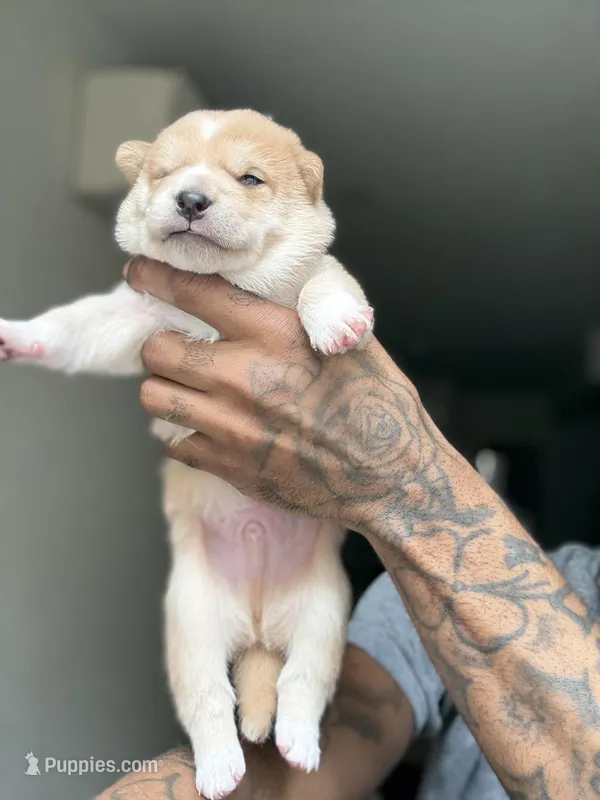 Chan – Shiba Inu puppy for sale in New York, NY