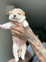 Chan, a male Shiba Inu for sale in New York, NY – Photo 1 of 5