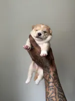 Chan, a male Shiba Inu for sale in New York, NY – Photo 4 of 5